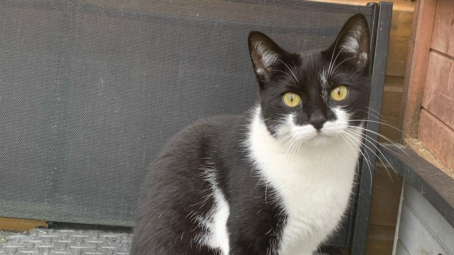 A black and white cat looking into the camera