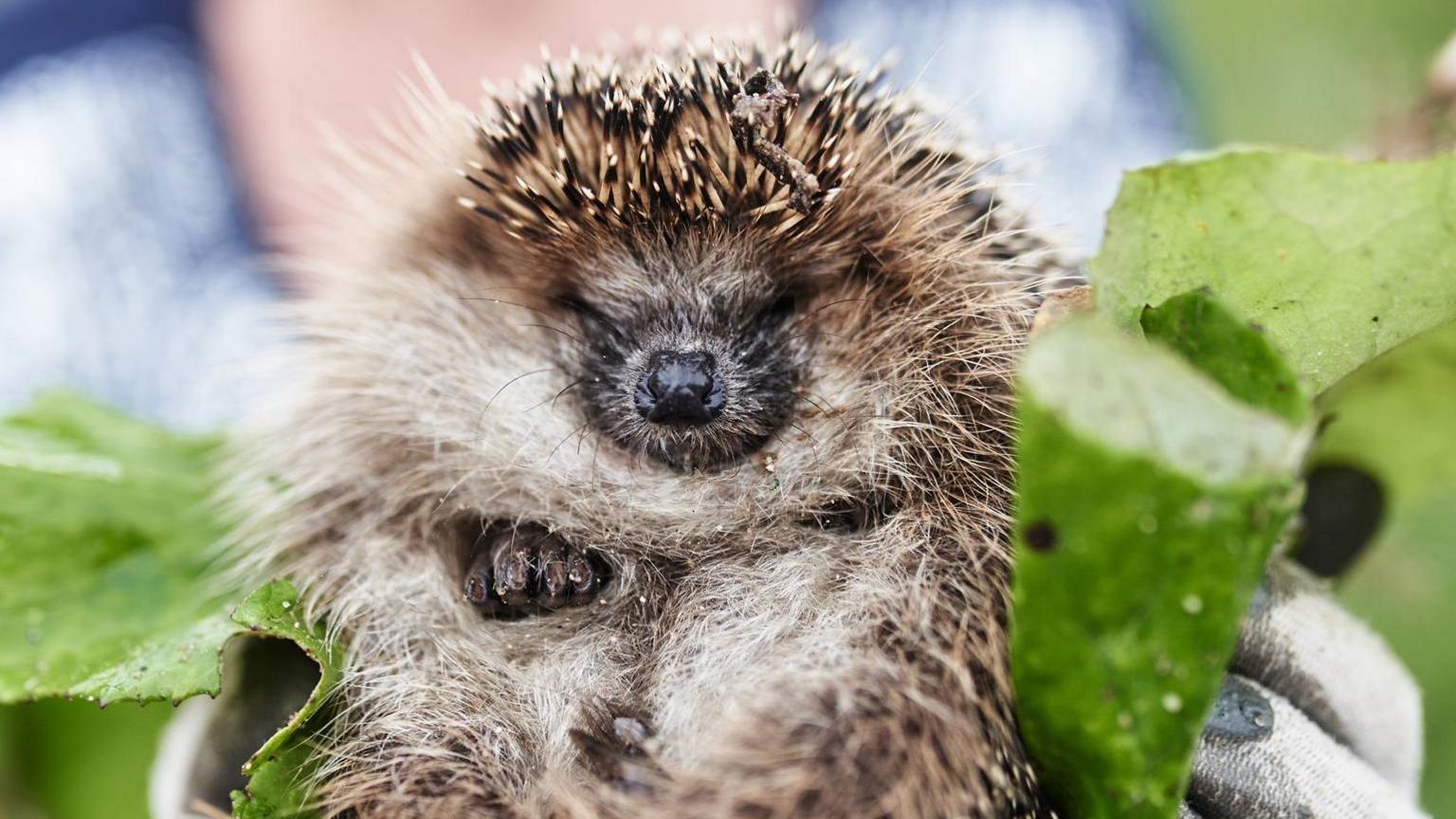 A hedgehog rolled up with a leaf behind them being held by a person wearing white gloves.