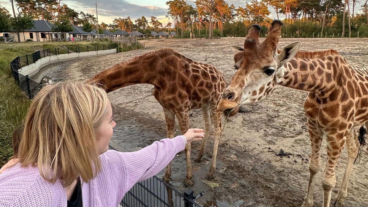 Rebecca, turned away from the camera, wearing a light pink/purple cardigan. She is reaching out towards two giraffes who are behind a fence in a zoo. 