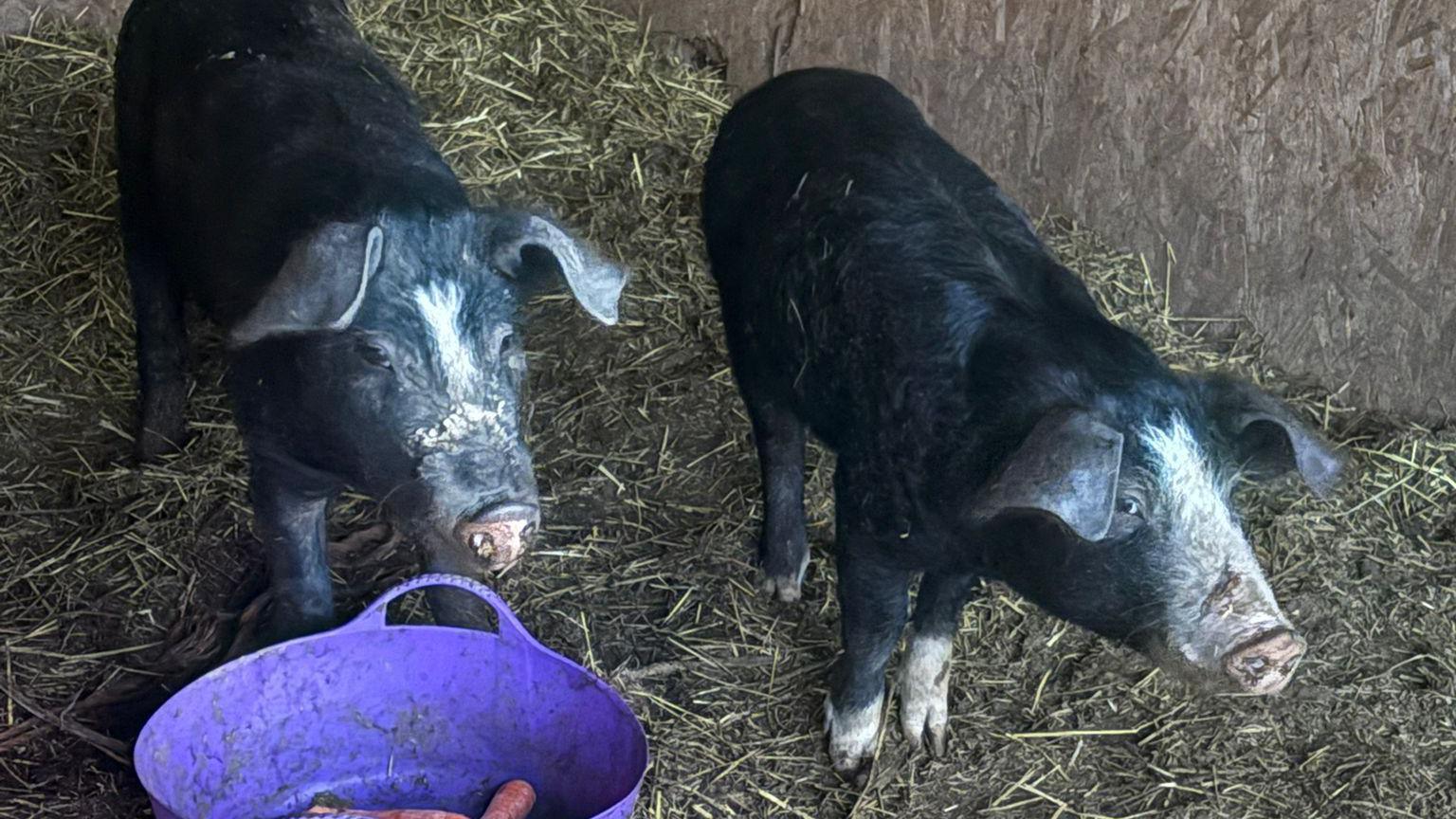 Two pigs in an animal stables.