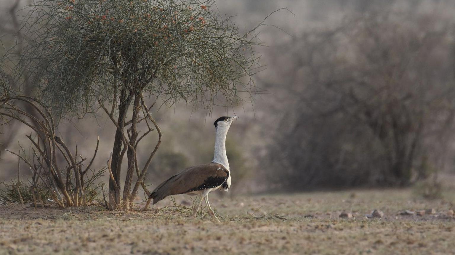 A great Indian bustard seen in the forests of Jaisalmer