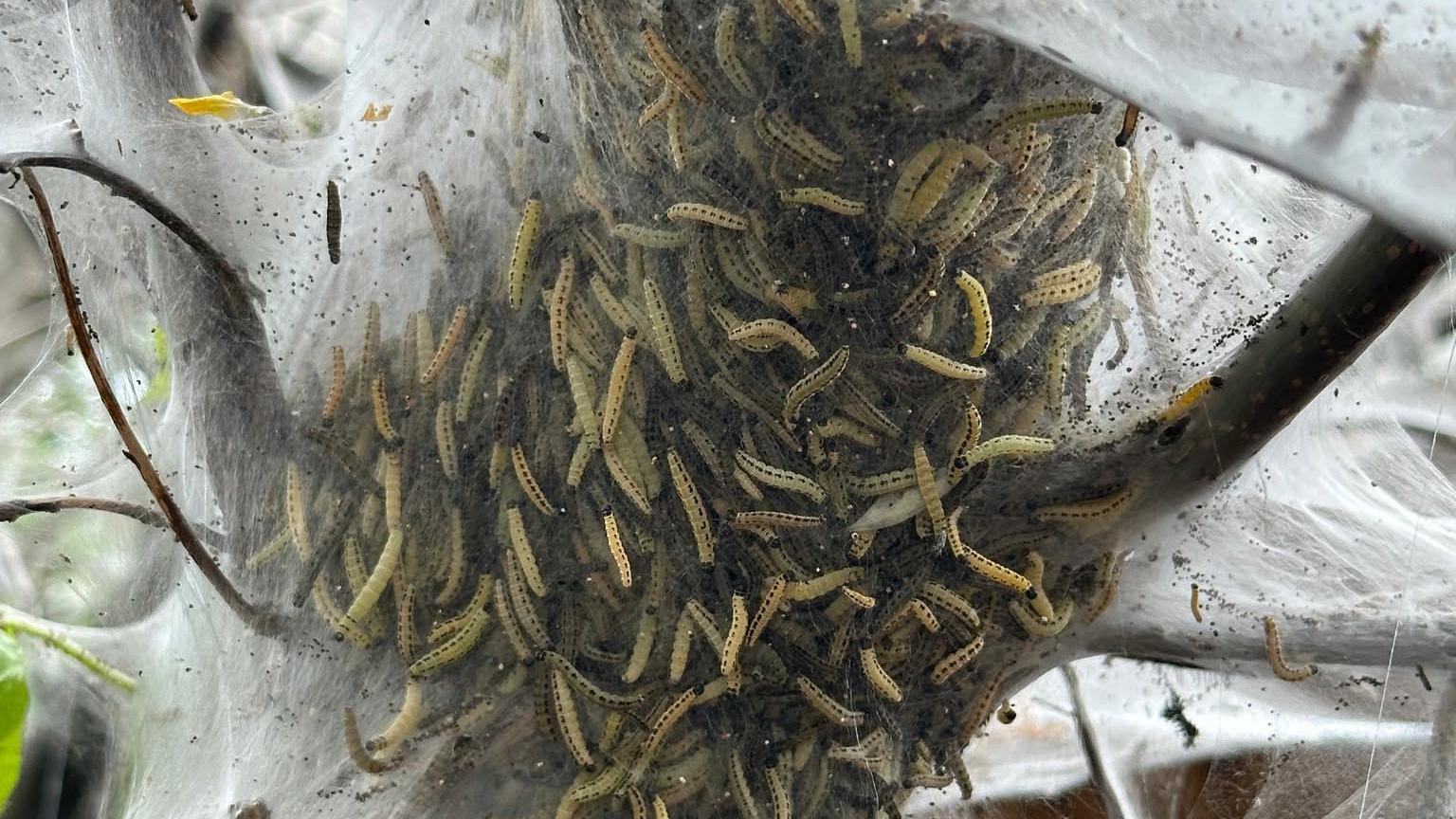 Many thousands of caterpillars in a bundle surrounded by webbing