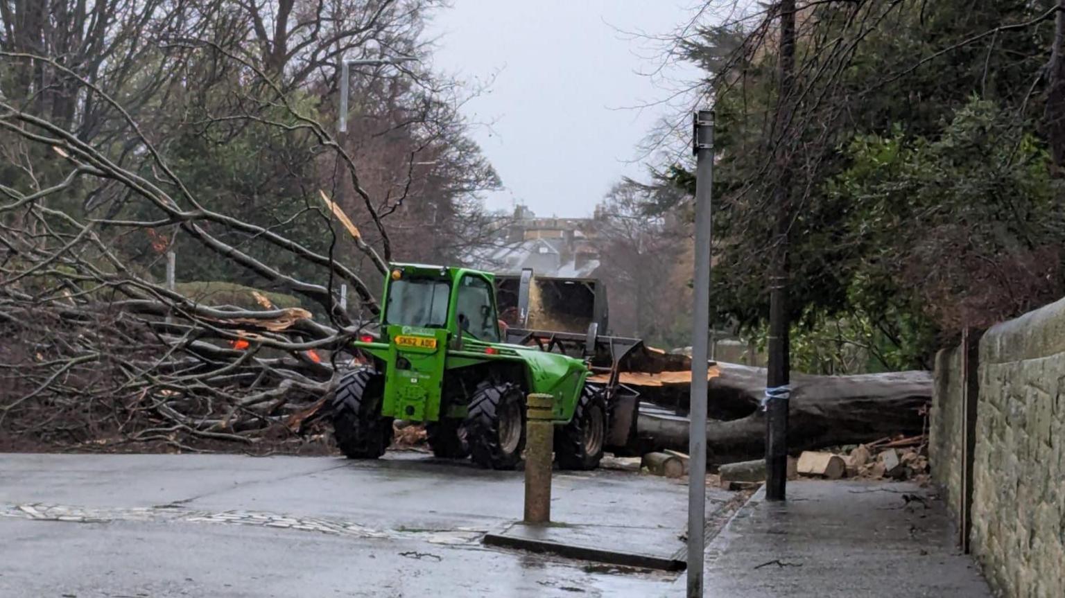 A tree brought down by wind through a wall in The Grange - an affluent suburb of Edinburgh