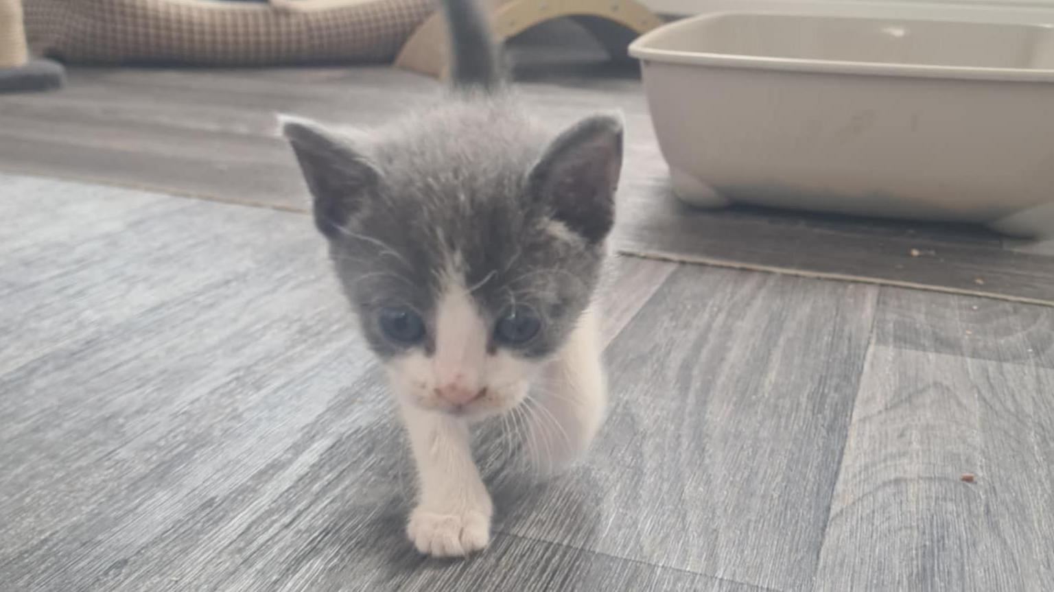 A grey and white kitten is walking across a wooden or laminate floor. It has big blue eyes and there is a litter tray on the floor behind it