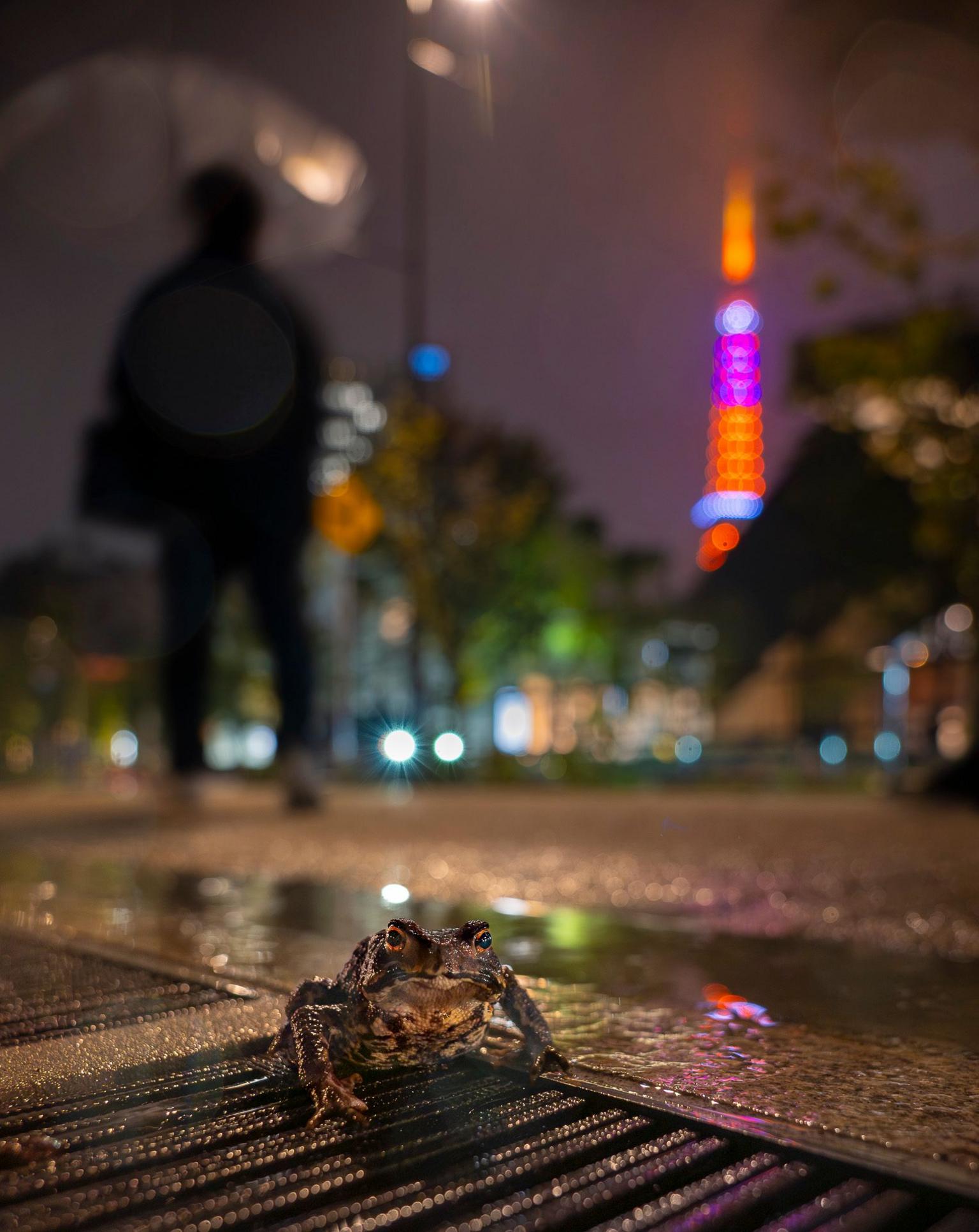 A small Eastern Japanese toad sits on a wet metal storm drain in the middle of a city street at night. Its body is sharply focused in the foreground, while a silhouetted person walks away in the background. Colourful street and building lights glow as soft reflections across the wet pavement. 