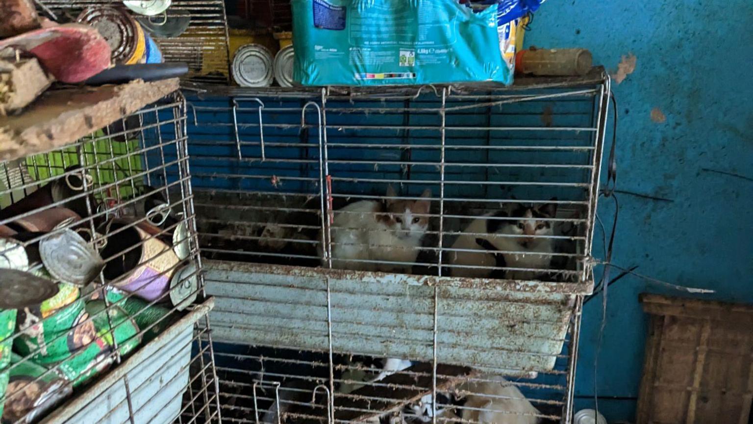 Two cats cramped together in a dirty guinea pig cage. Several empty dog food cans to the left of the cage. 