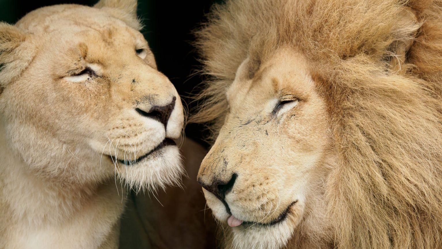 A male and a female lion wear contented-looking expressions as they sit close together against a dark background.