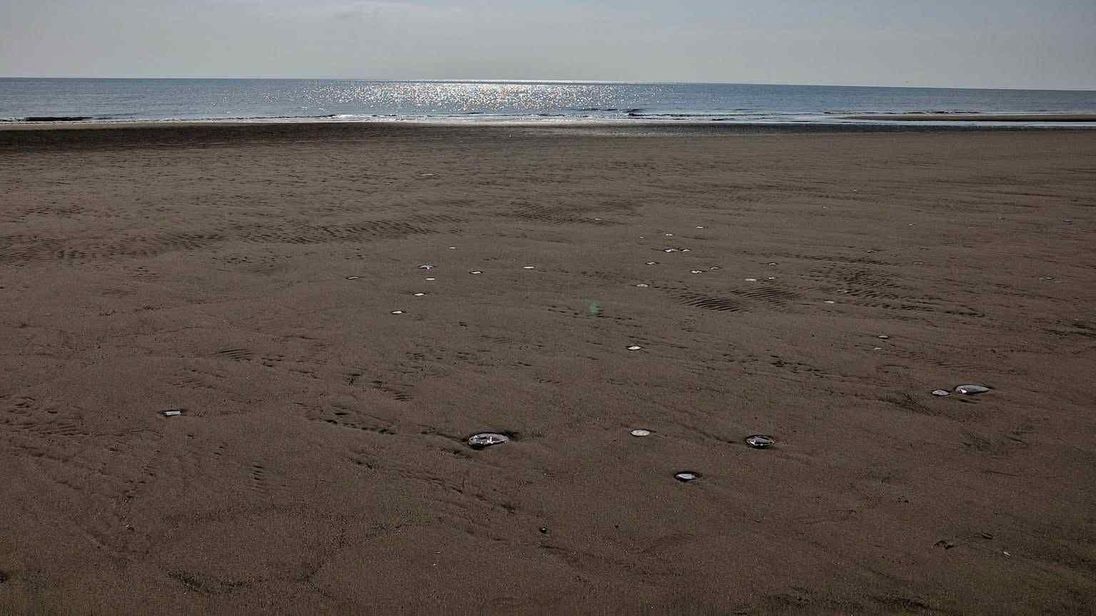 A beach with the sea in the distance and several shiny circular jellyfish can be seen dotted in the sand.