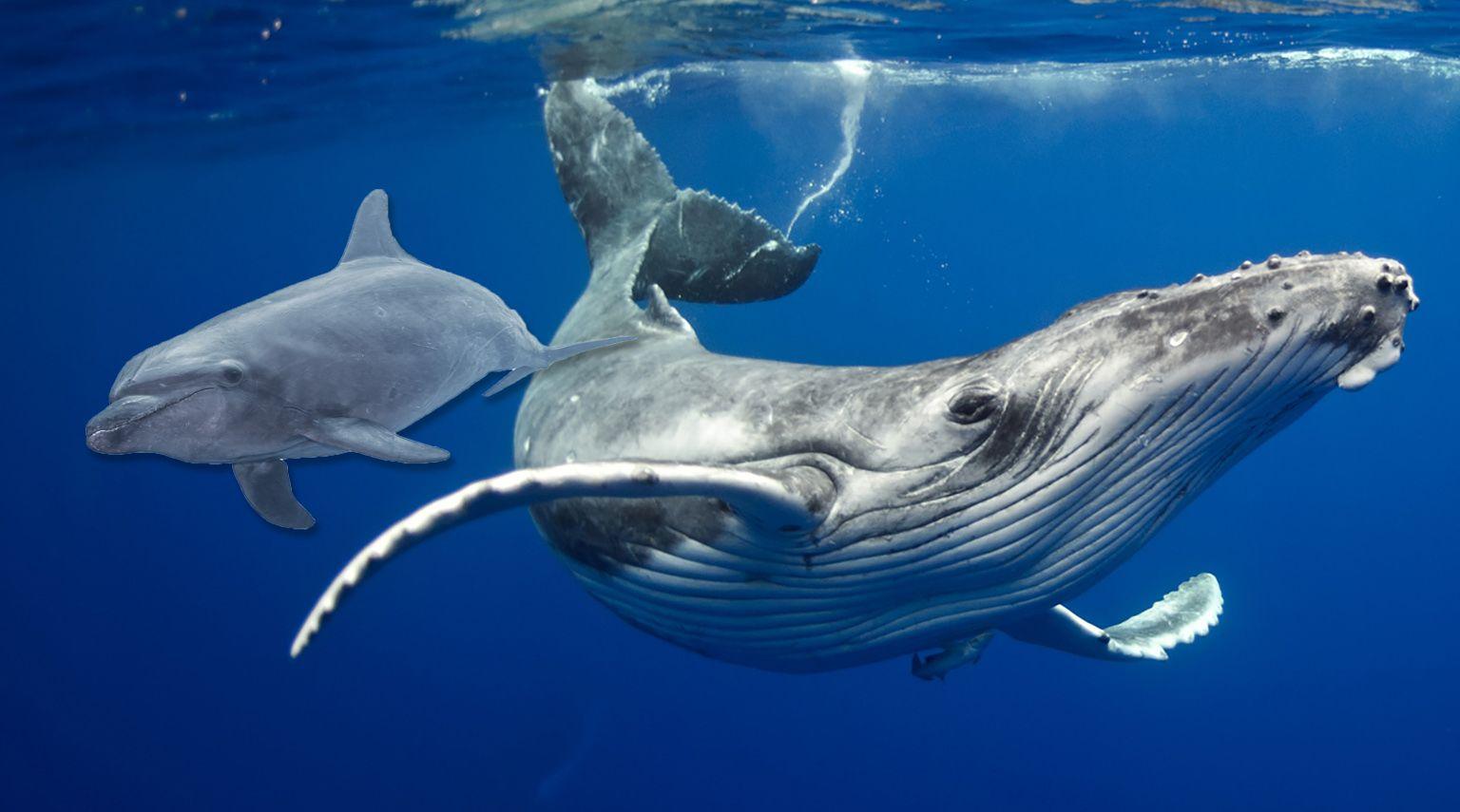 a whale and a dolphin