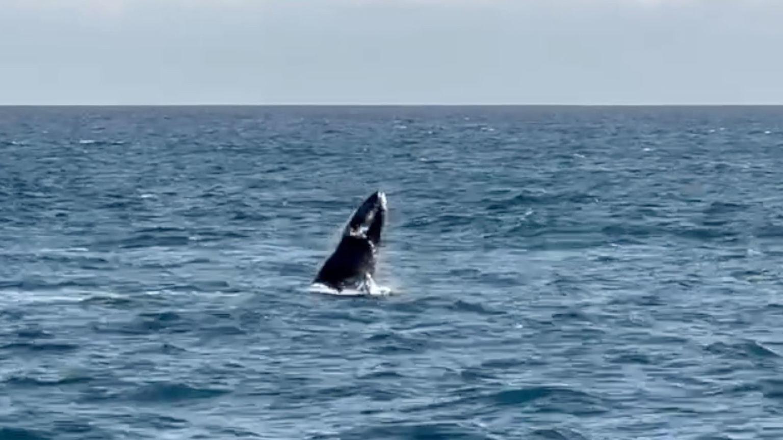 Humpback whale lunging out of the sea