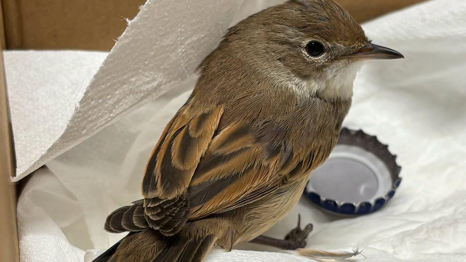 Small bird sat on tissue paper with visibly curled up feet