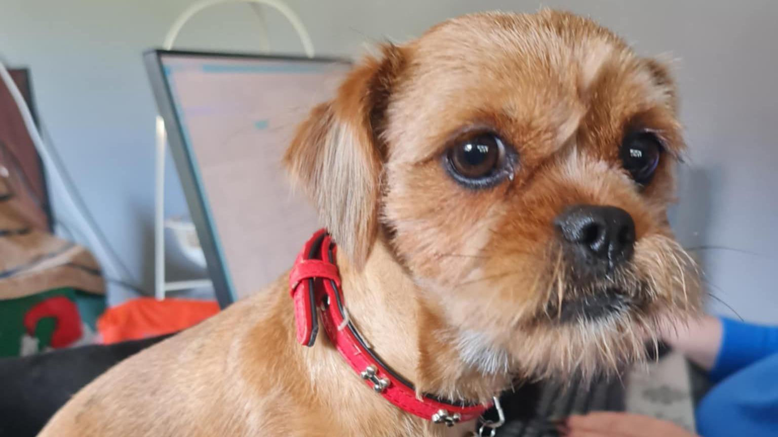 A small dog with a short brown coat wearing a red collar and looking towards the camera.

