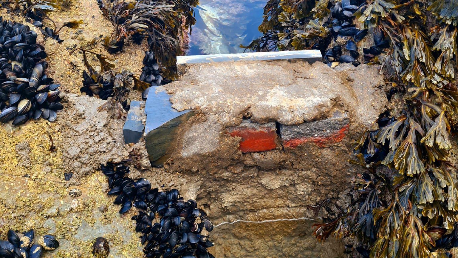 A close up photo which shows part of a red brick unevenly next to another red brick, covered with some type of sand mixed with concrete. Seaweed surrounds the block.