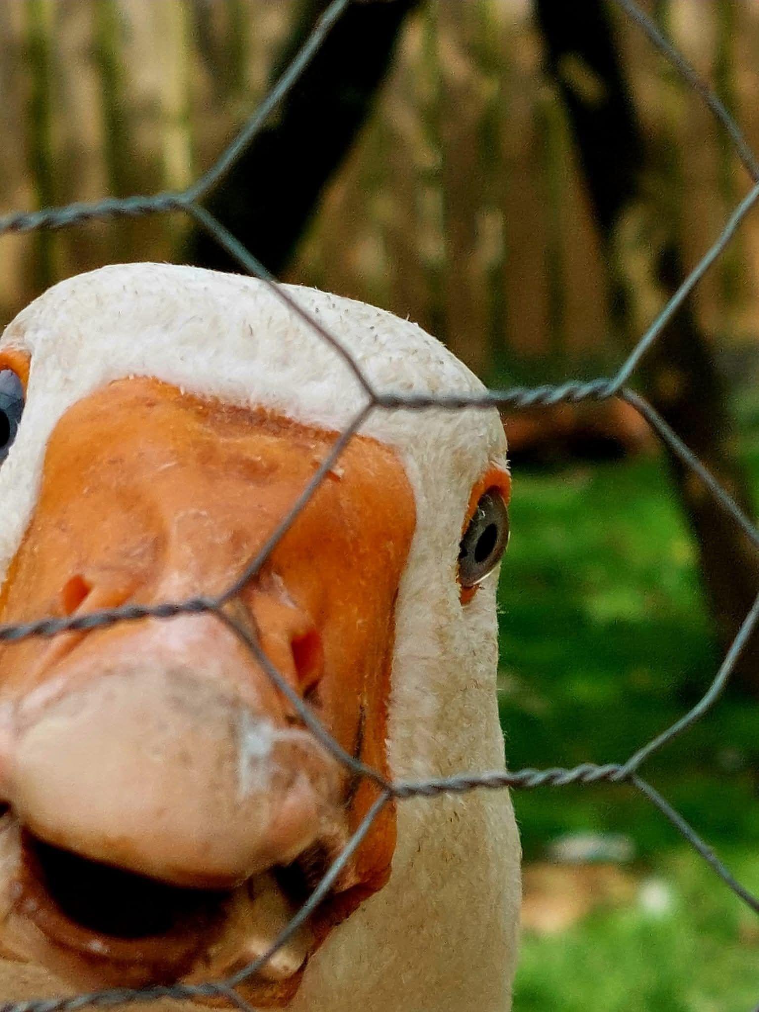 Close up of a goose peering through a fence