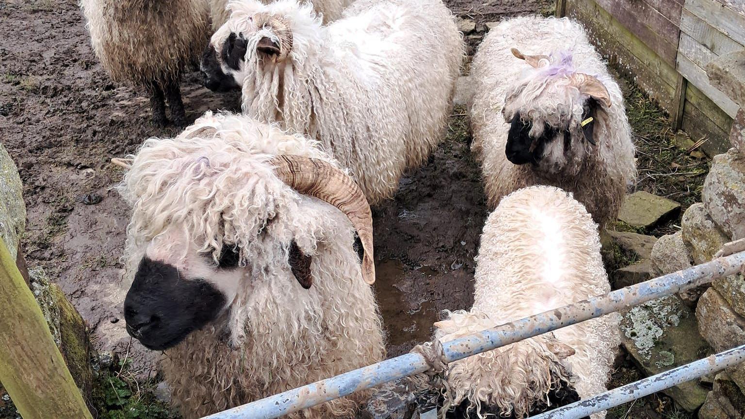 Five sheep with long, curly white hair in a muddy pen behind a fence.