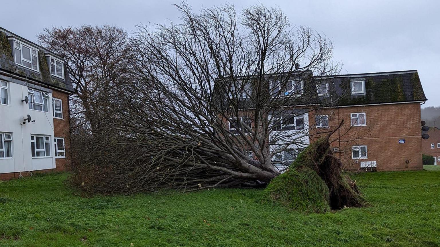 The large tree has fallen and its roots can be seen coming up through the ground as it lies on its side