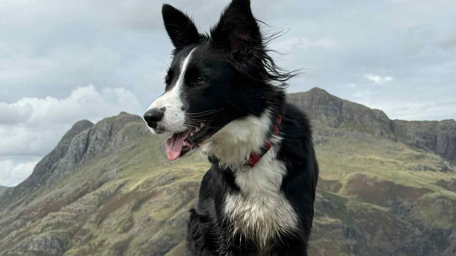 Eira is a black-and-white border collie who stands atop of a fell with rocky crags in the background. She has large ears, a white chest and wears a red collar.