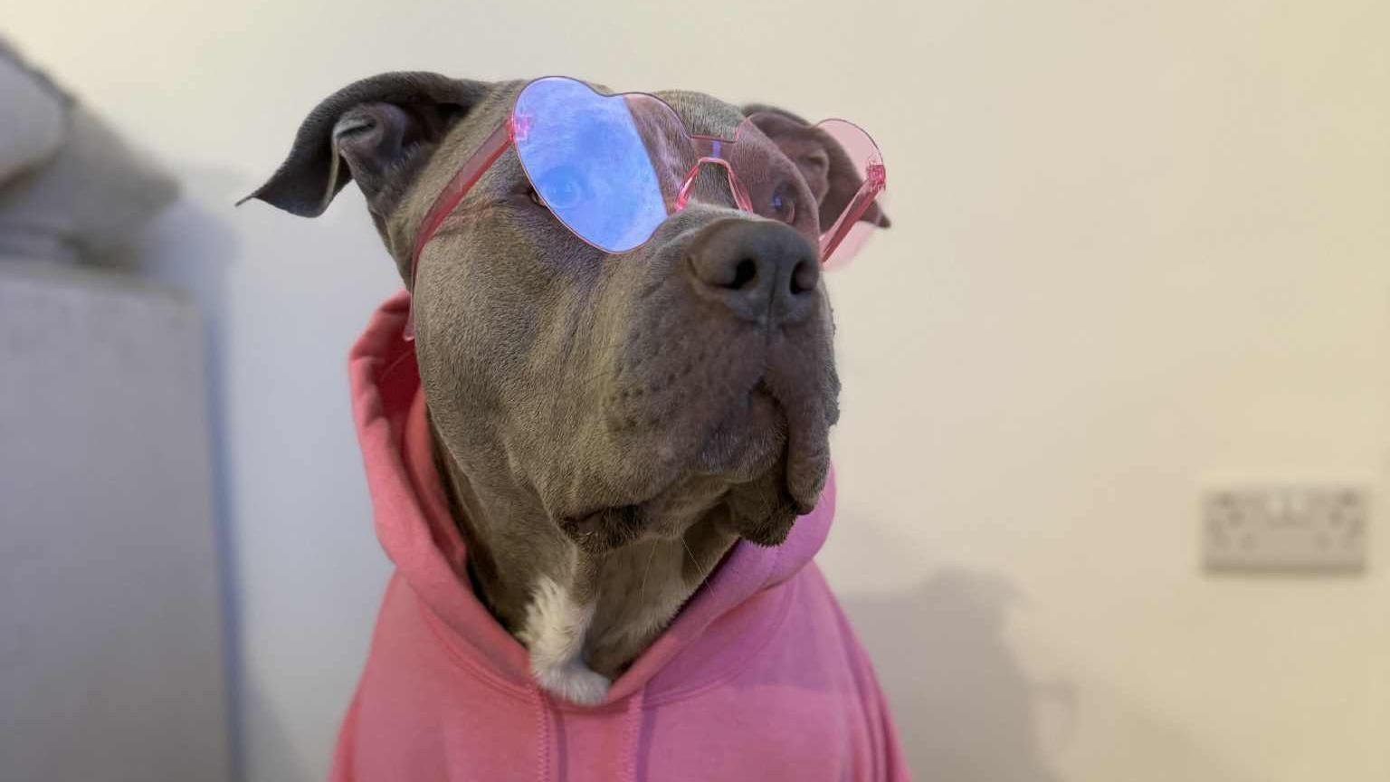 Trigger, a pale grey XL bully sits against a white wall wearing a bright pink hoodie and pink heart-shaped glasses.