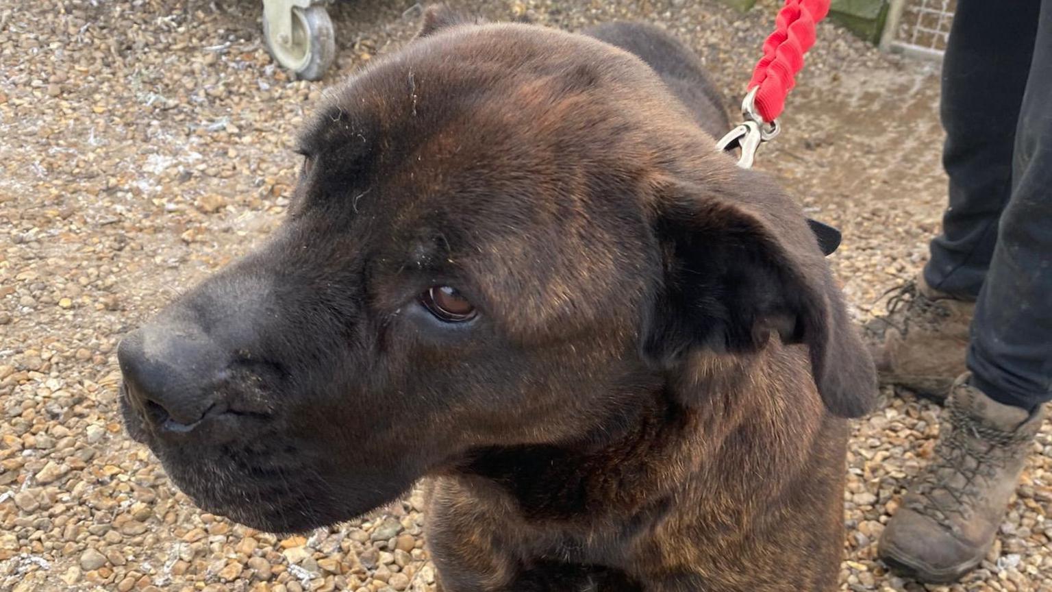 Yasmine a brown dog, a Presa Canario, looking away from the camera 