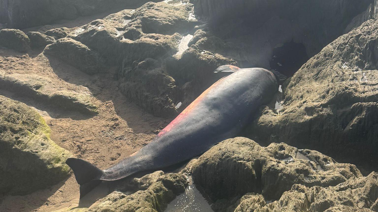 A dead pygmy sperm whale between rocks on a sandy beach. It is dark grey and about four meters long.