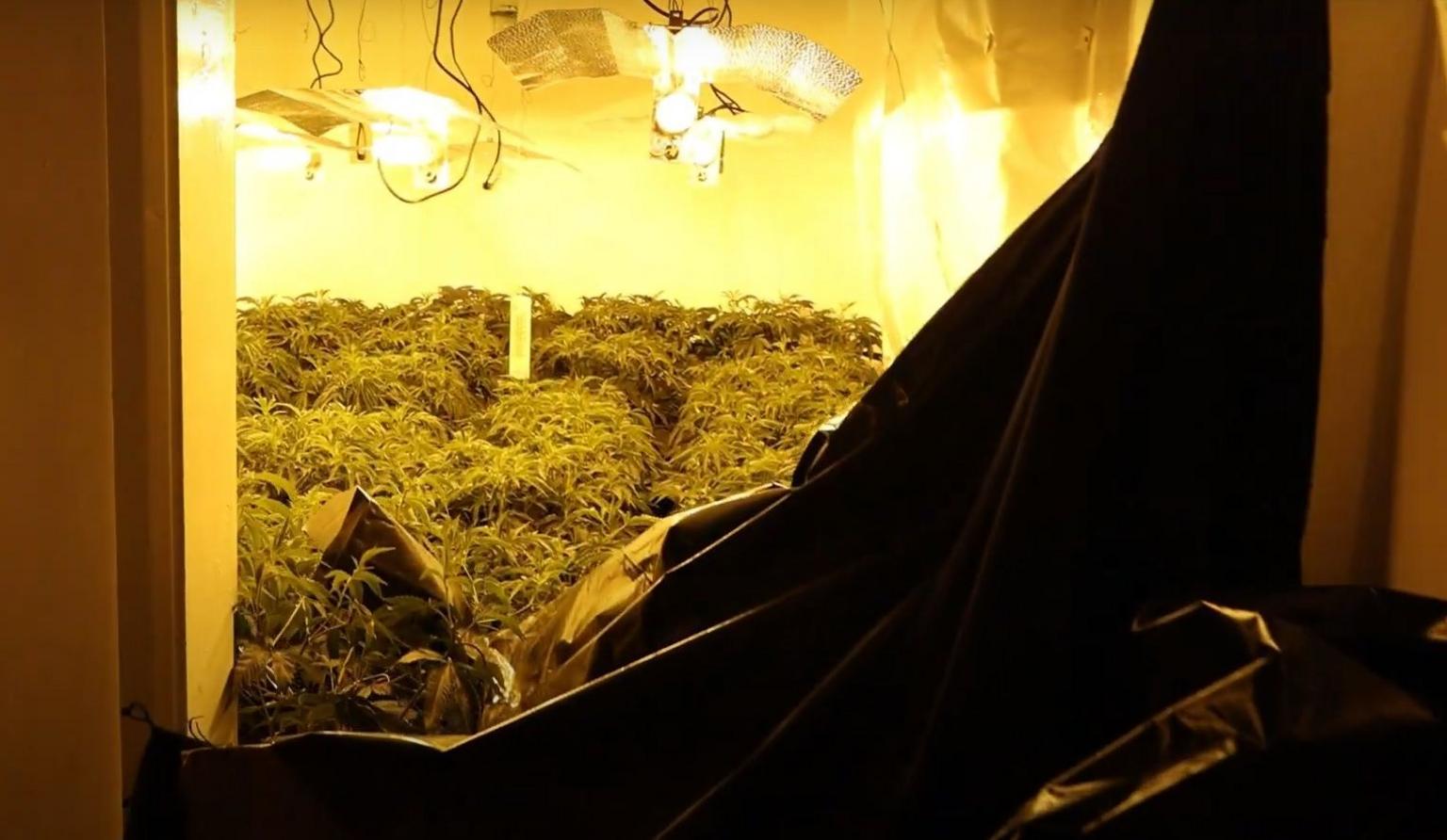 The entrance to a room in a residential property, taped up by some sort of black sheeting, which has been pulled away to reveal heat lamps and a room full of mature cannabis plants