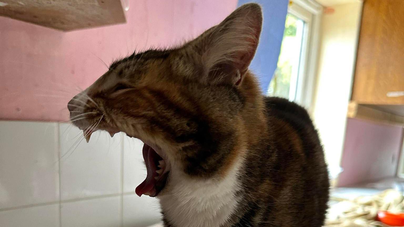 A cat is yawning. She is white and has stripes in various shades of brown. You can see her teeth as her mouth is open wide. She is standing on a work surface.