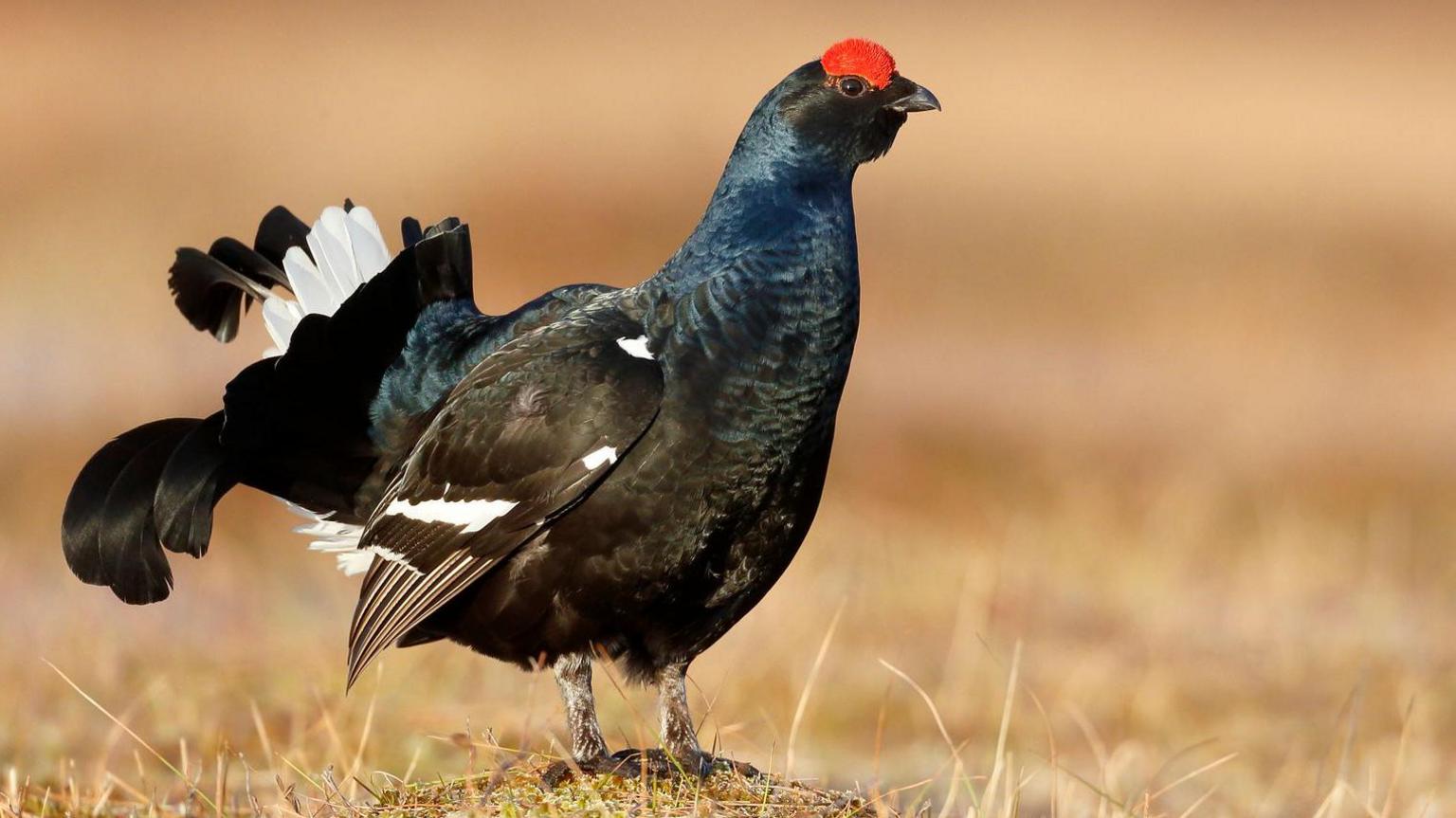 Black grouse standing on the ground