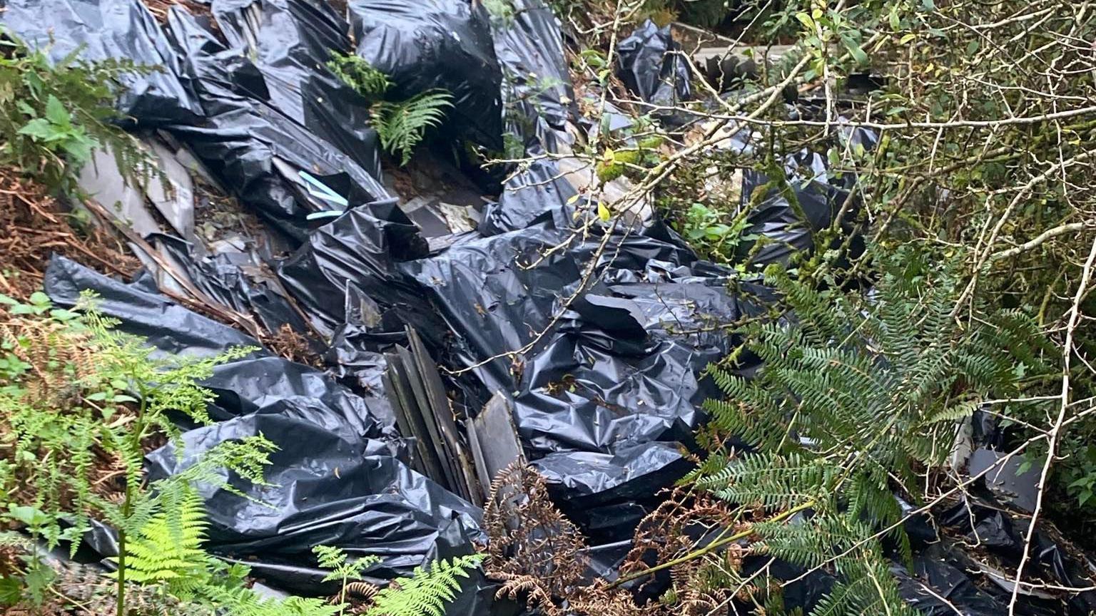 Several bin bags with waste spilling out left dumped on vegetation. 