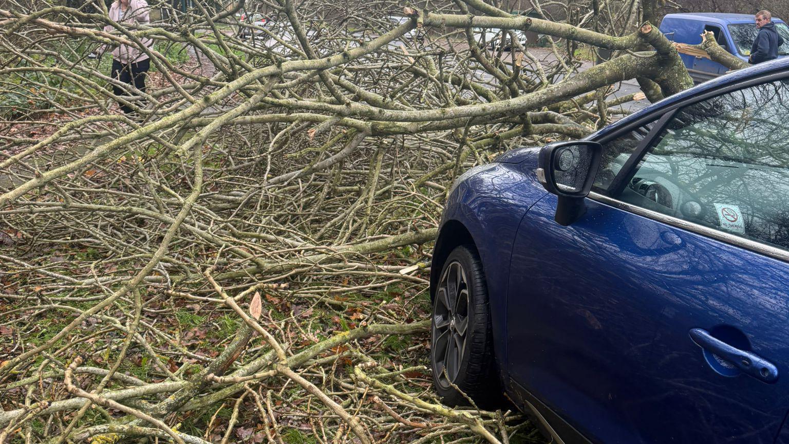 The passenger side of a blue car is on top of lots of branches and twigs. The car looks to have gone into the fallen tree and is covered by branches. 