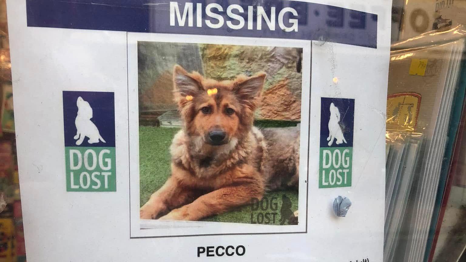 A poster with a photo of Pecco on it with PECCO written below it and the words MISSING DOG above it and DOG LOST to the left and right. The poster has glass behind it, suggesting it is pinned up in a door or window.