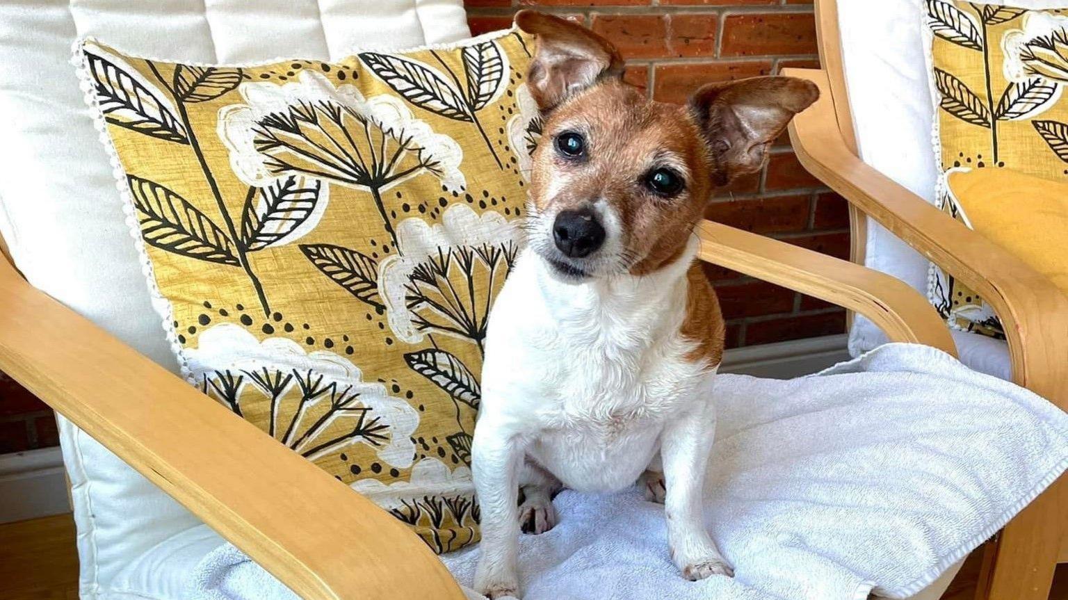 Annie, a dog, looking at the camera while sitting on a white towel on a chair. She is brown and cream in colour. 