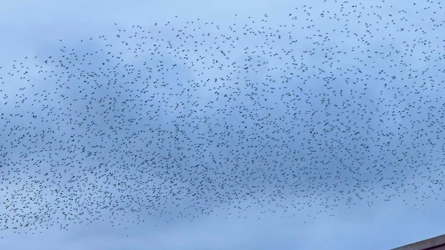 Picture of the murmuration