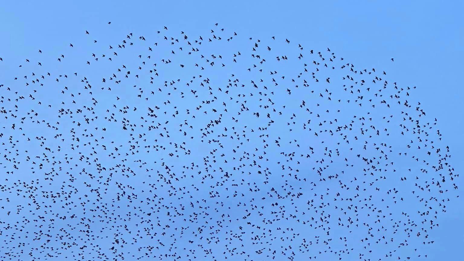 Starlings over Redditch