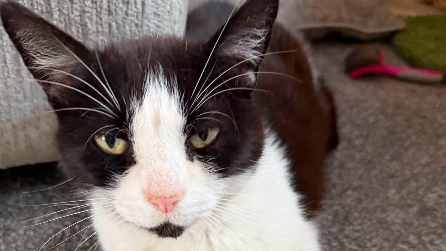 A black and white cat. In the background a grey carpet and a number of soft toys can be seen.