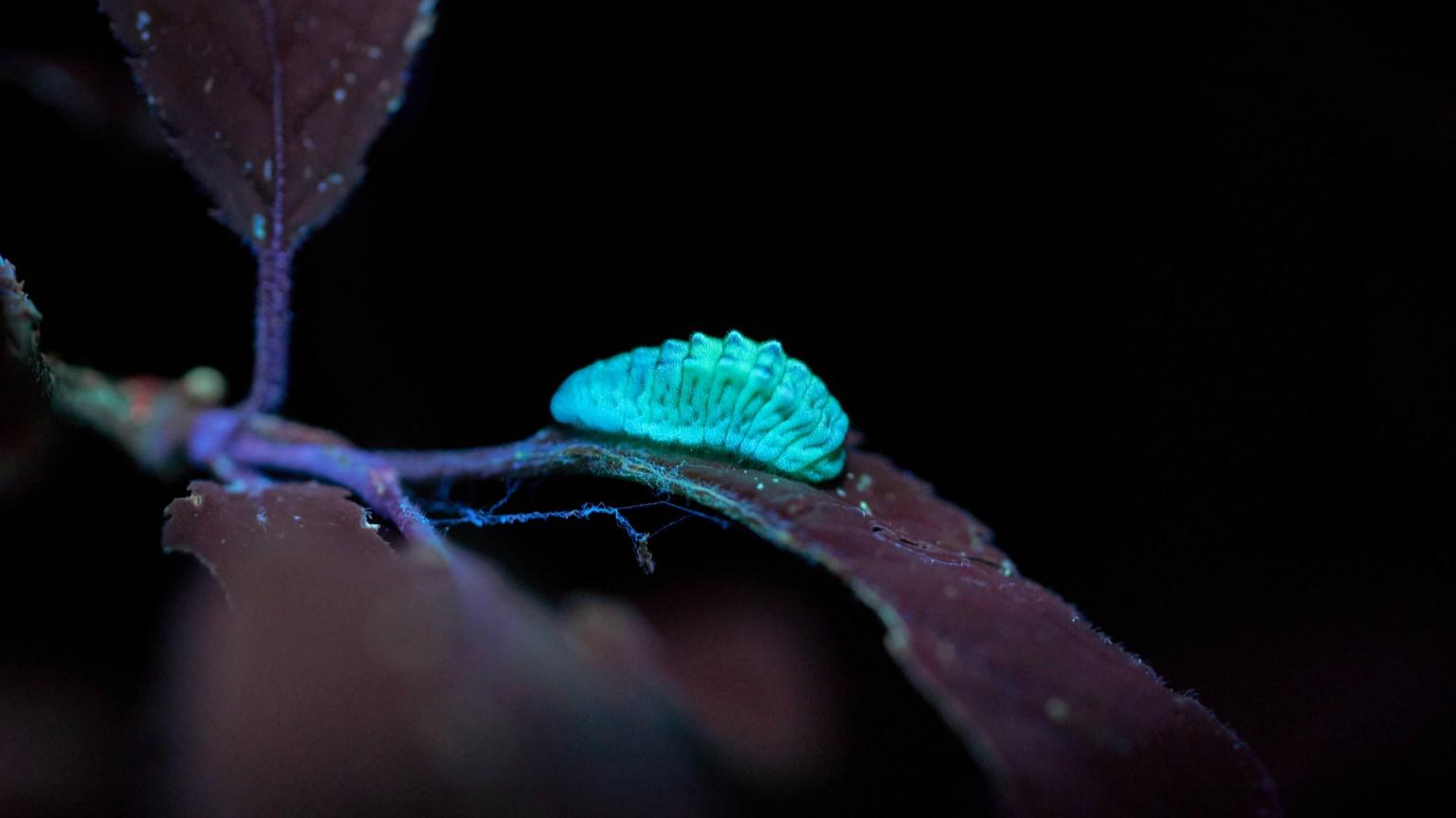 Rare butterfly find drives conservation research