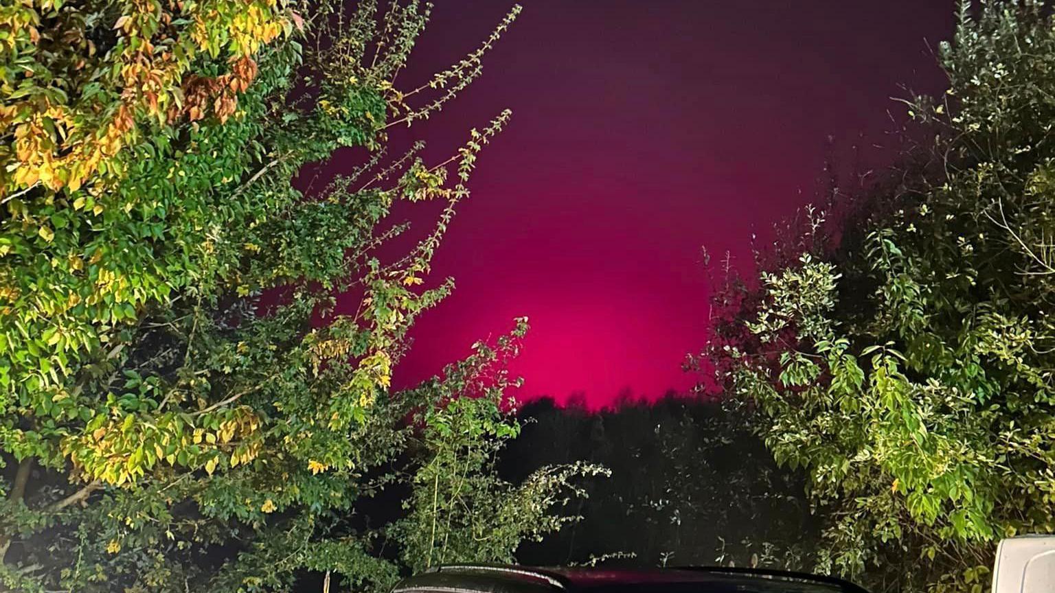 A pink glow in the sky is bookended by green trees