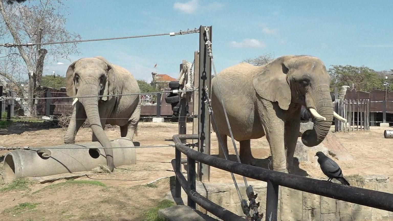 Two elephants walk around a zoo enclosure in Barcelona Zoo