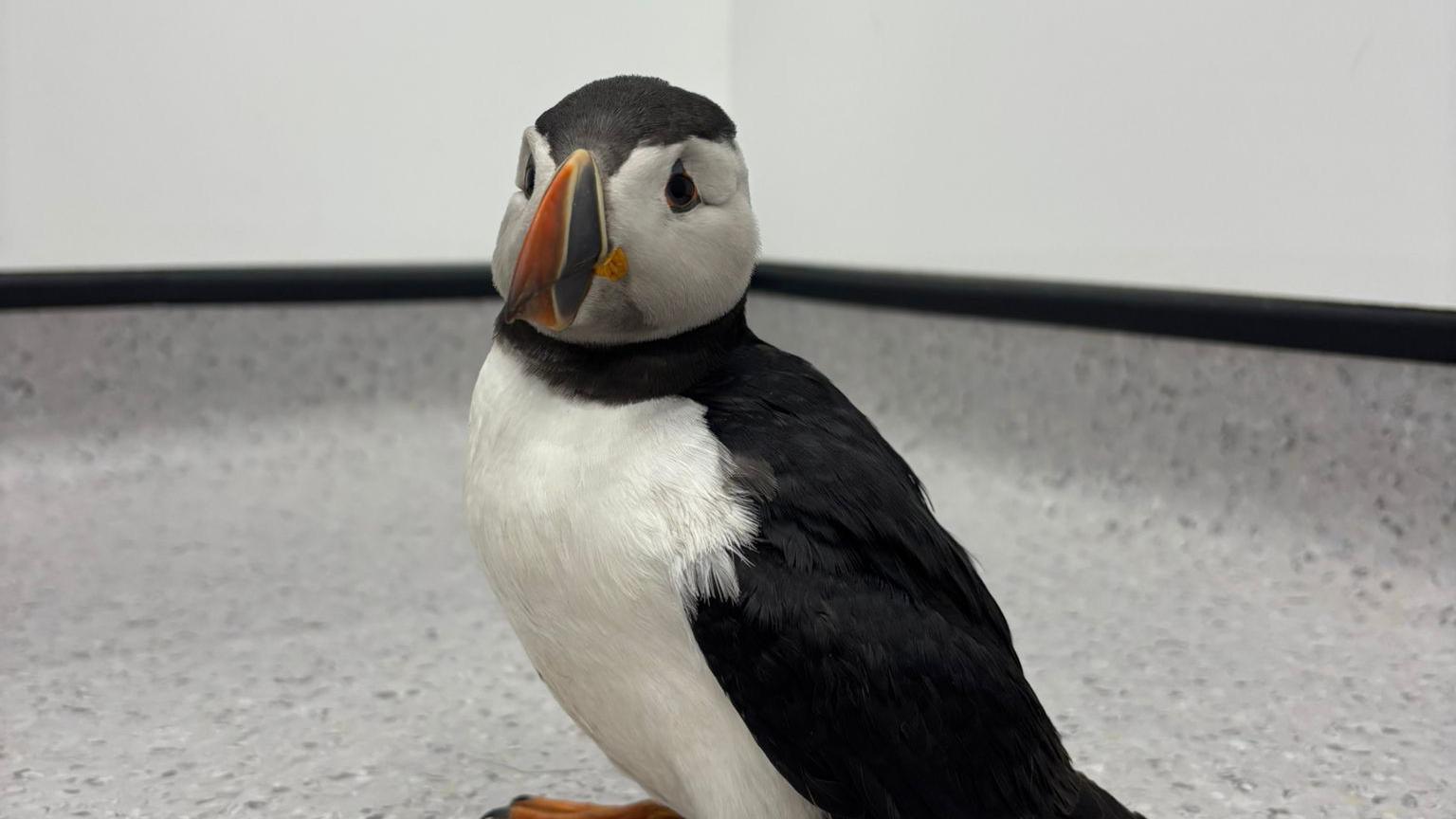 Puffin pictured on the floor of the vets with a black body and white stomach. It has a bright orange beak and white face.