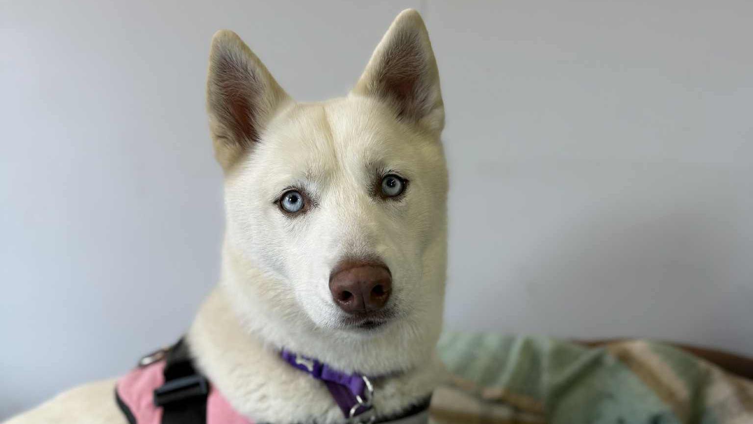 A large whit husky looking side on into the camera