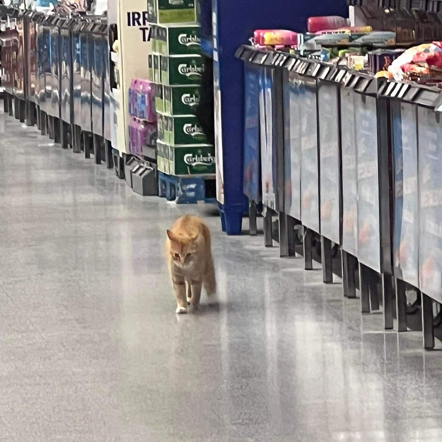 Raymond, a ginger tom cat, stalks the middle aisle of Aldi