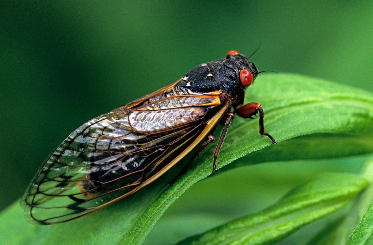 An adult cicada with red eyes, large see-through wings and a black body sits on a green leaf.