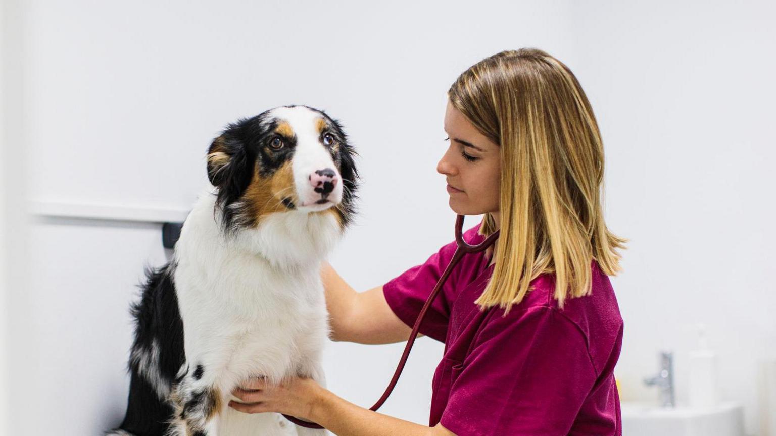 A female veterinary nurse measuring the heart of a white and brown collie dog with a stethoscope