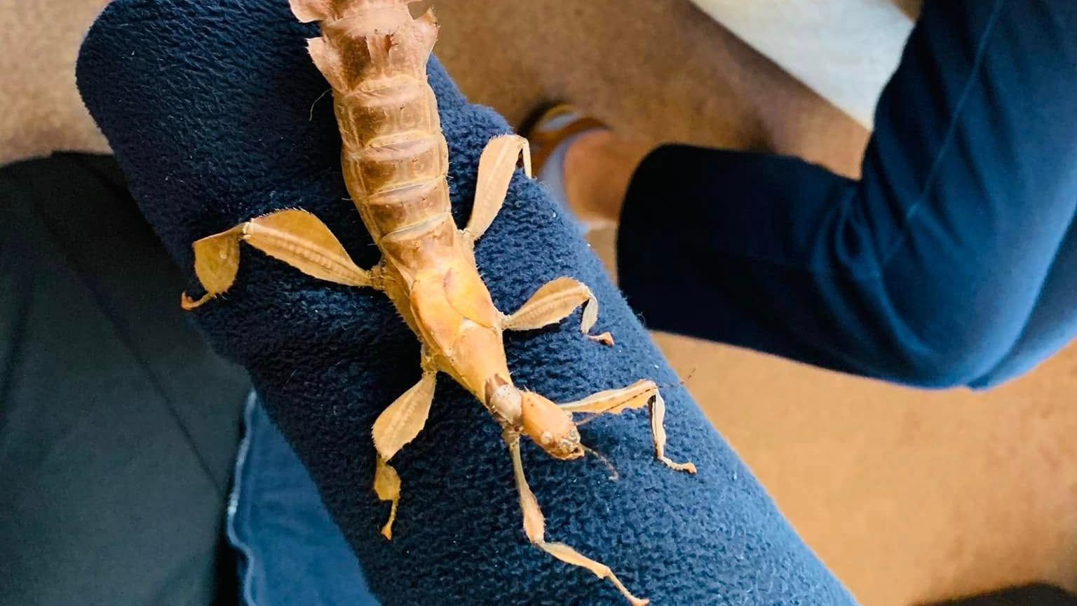 A large insect - possibly a kind of stick insect - on someones arm in a blue fleece.