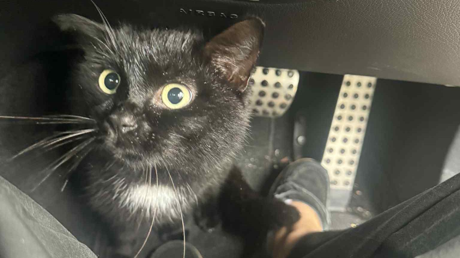 Polo sat between a person's legs in their car. He is looking up at the person and there are pedals by their feet.
