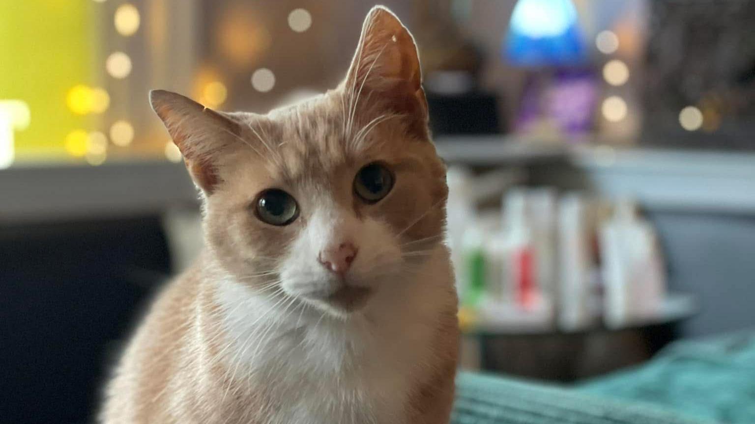 A cat with light ginger and white fur in room with Christmas lights in the background. 