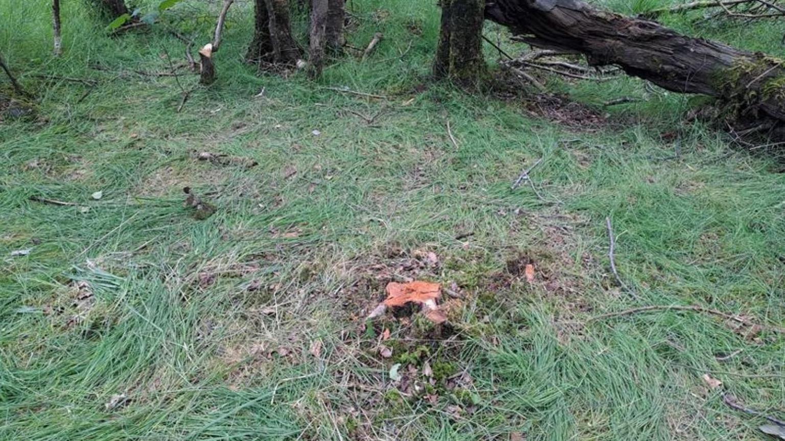 The stump of a tree which has recently been felled. The stump has been cut close to the base of the tree, which stands in a patch of grass.