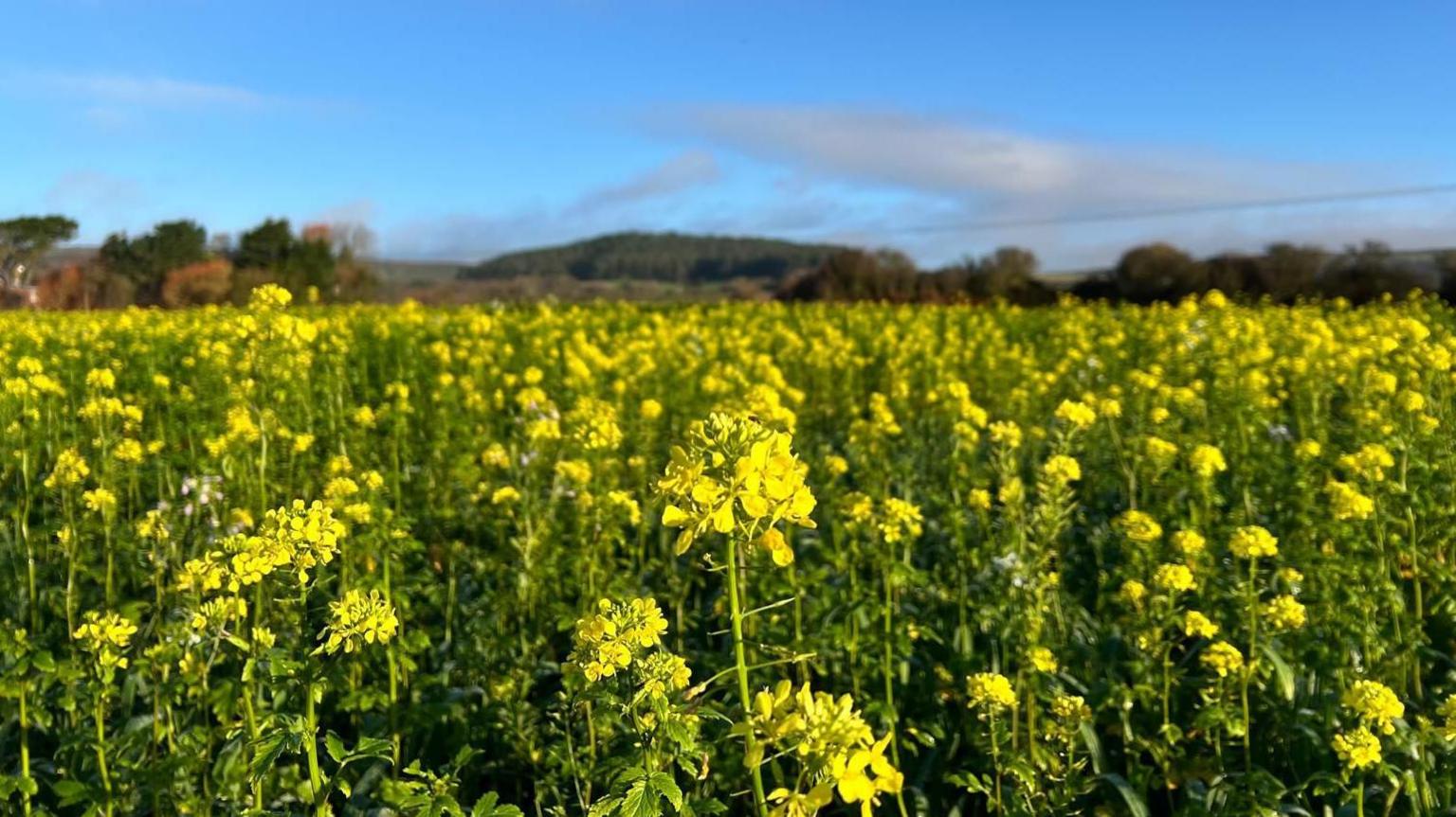 A field of tall yellow flowers.