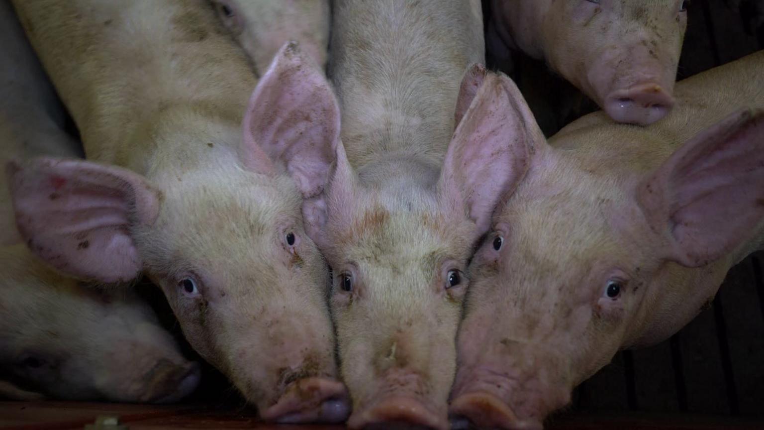 Three pigs all have their faces against each other in a line and are looking up at the camera.