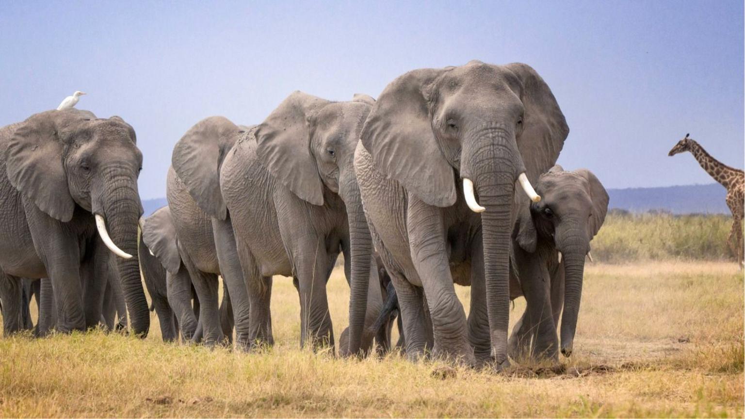 Mysterious deaths of 14 elephants in Kenya prompts urgent inquiry