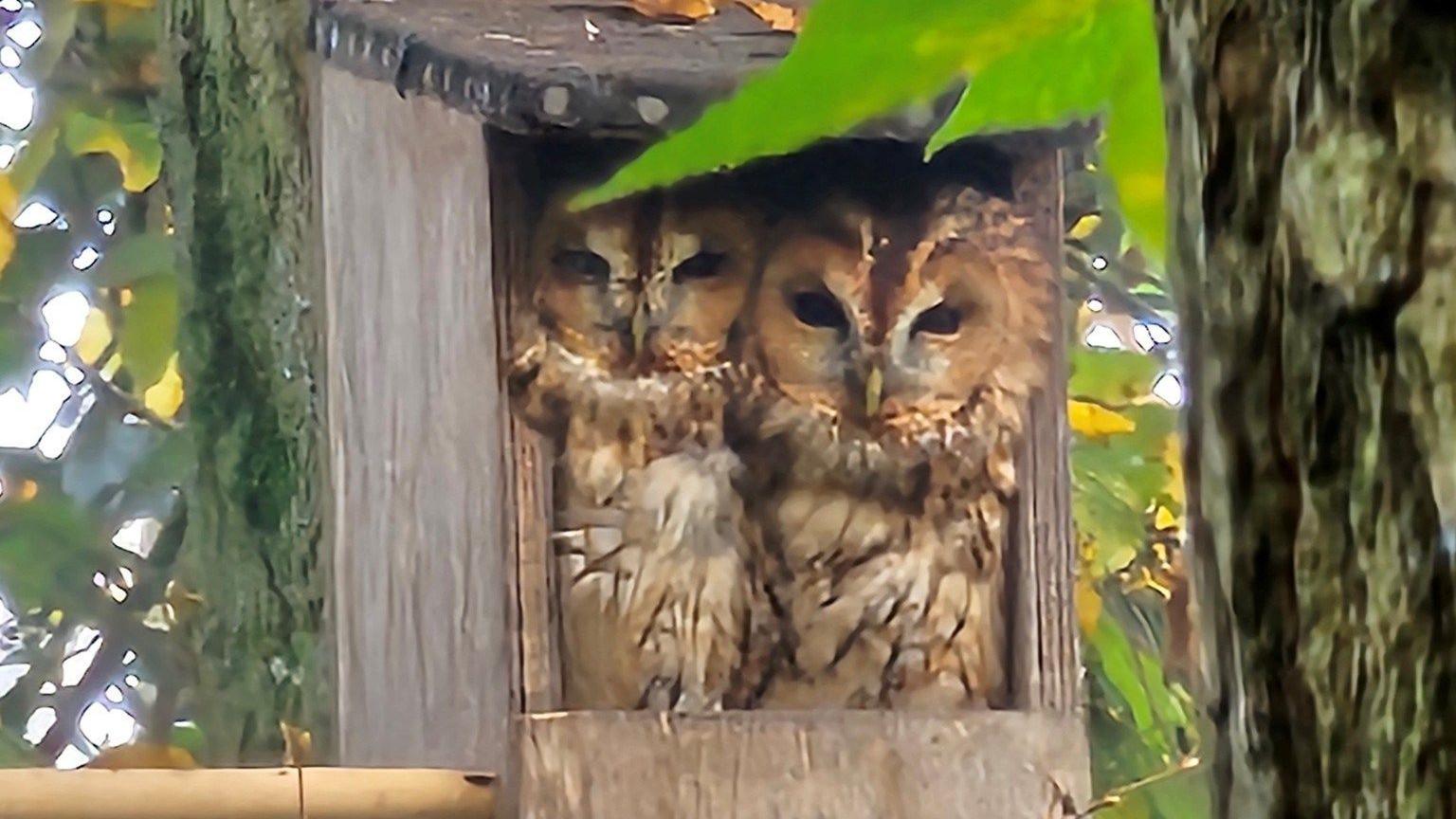 A close up photo of a small square box attached to a tree trunk, with two brown owls huddled next to one another and looking out of the box. They're in a forest and the edge of another tree can be seen in the foreground on one side.